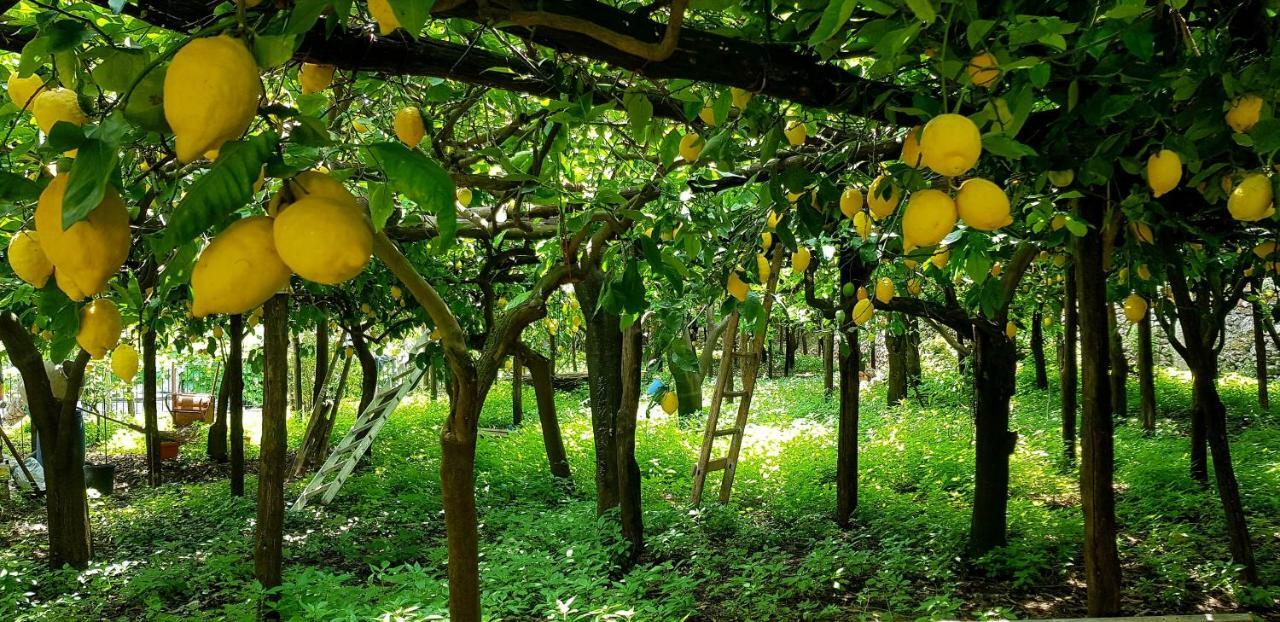 Il Limoneto Degli Angeli Villa Minori Kültér fotó
